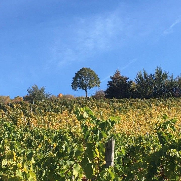 Bild von einem Baum in einem grünen Feld Bild von einem Baum in einem grünen Feld